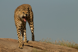 cheetah